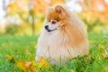 Ginger Pomeranian Spitz adult dog outdoor in autumn park