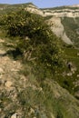 Joyful summer mountain landscape - bright lush green rocky slope with lush apple tree on mountain ledge, closeup