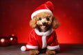 ai generatedJoyful toy poodle dog puppy in Santa Claus hat suit on shiny red background near Christmas tree