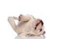 Joyful white puppy rolling and playing Royalty Free Stock Photo