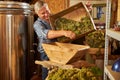 Happy winery worker enjoying the process of grape crushing