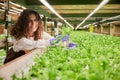 Joyful woman checking plants in greenhouse. Royalty Free Stock Photo