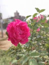 A Joyfull single rose