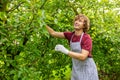 Joyous orchardman harvesting fresh organic fruit in the orchard