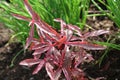 Joyweed in the herb garden