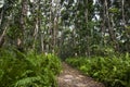 Jozani Forest, Zanzibar, Tanzania