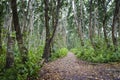 Jozani Forest, Zanzibar, Tanzania