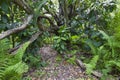 Jozani Forest, Zanzibar, Tanzania