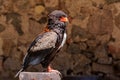 _JP71889-Close-up of an African bird of prey called pygargue