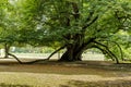 _JP85322-Large-leafed lime tree - A gigantic large-leafed lime tree