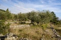 _JP01268-olive grove on terraced fields Royalty Free Stock Photo