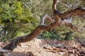 _JP20027-Pine tree - Bent and twisted pine trunk, French Riviera.