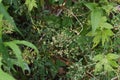 Jpanese hop Humulus japonicus flowers.