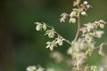 Jpanese hop Humulus japonicus flowers.