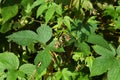 Jpanese hop Humulus japonicus flowers.