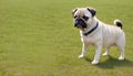 Pug dog standing of soft green grass background, AI Generated Royalty Free Stock Photo