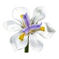 JPG image of a single Wild Iris (Dietes Grandiflora) aka: Fairy Iris flower blossom isolated on a white Royalty Free Stock Photo