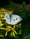 Jpg nature butterfly vlinder Royalty Free Stock Photo