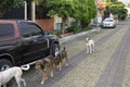 Juayua, El Salvador - January 29, 2022: Stray dogs wandering residential streets in Juayua in El Salvador