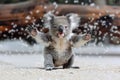 A jubilant koala plush toy with arms raised in a joyful gesture