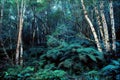 Jubilee Creek in Knysna Forest