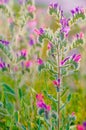 Judaean viper's bugloss flower Royalty Free Stock Photo