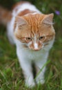 Judas-colored cat on a walk Royalty Free Stock Photo