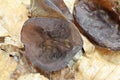 judas ear also elder mushroom, Auricularia auricula-judae