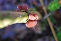 Judas ear (Auricularia auricula-judae) on a tree trunk