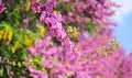 Judas tree-cercis