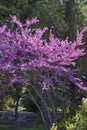 Judas tree Cercis canadensis. Blossoming tree in a park Royalty Free Stock Photo