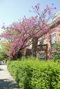 Judas tree or Cercis siliquastrum