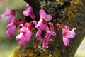 Judas tree, Cercis siliquastrum