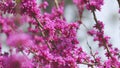 Judas Tree Or European Redbud. The Flowering Plant Family Fabaceae. Pink Redbud Rising Flowers. Close up. Royalty Free Stock Photo