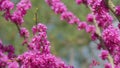 Judas Tree Or European Redbud. The Flowering Plant Family Fabaceae. Pink Redbud Rising Flowers. Close up. Royalty Free Stock Photo