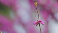 Judas Tree Or European Redbud. The Flowering Plant Family Fabaceae. Pink Redbud Rising Flowers. Close up. Royalty Free Stock Photo