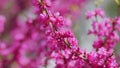 Judas Tree Or European Redbud. The Flowering Plant Family Fabaceae. Pink Redbud Rising Flowers. Close up. Royalty Free Stock Photo