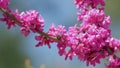 Judas Tree Or European Redbud. The Flowering Plant Family Fabaceae. Pink Redbud Rising Flowers. Close up. Royalty Free Stock Photo