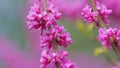 Judas Tree Or European Redbud. The Flowering Plant Family Fabaceae. Pink Redbud Rising Flowers. Close up. Royalty Free Stock Photo