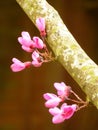 Judas Tree Flowers