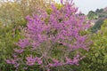 Eastern redbud tree Cercis canadensis blossoms Royalty Free Stock Photo