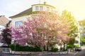 Judas Tree in purple bloom in front of a house residence