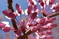 Judas tree seeds. Mediterranean redbud. Lovetree