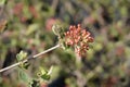 Judd viburnum