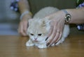 judge hands estimating breed of British shorthair cat