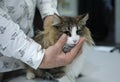 Judge hands holding pedigreed cat estimating its color and proportions, cat show. Kiev, Ukraine