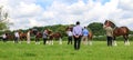 A judge judging horses at a show Royalty Free Stock Photo