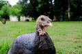 Judgemental turkey on farm