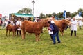 Judging Cattle at the Hanbury Countryside Show.