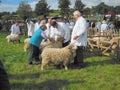 Judging sheep at agricultural show Royalty Free Stock Photo